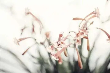 做最好的自己好词摘抄