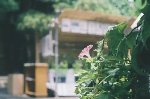 关于山间的小清新句子文案