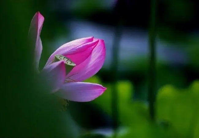 形容女人很洒脱的诗句文案