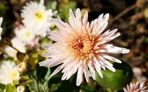 凭实力说话的句子文案