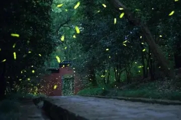 描写夏天夜晚的优美句子文案