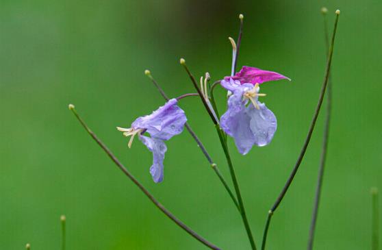 懂得放下的句子文案