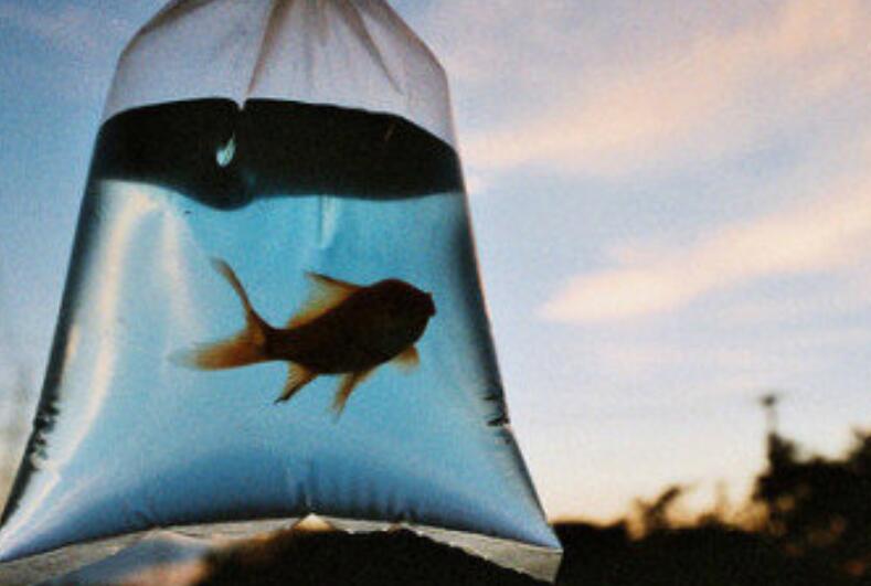 记性差的不如鱼的记忆的说说文案