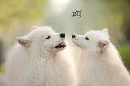 秀恩爱的文案简短沙雕