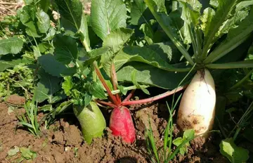 种菜的心情说说文案