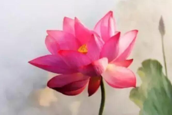 佛经关于莲花的句子文案