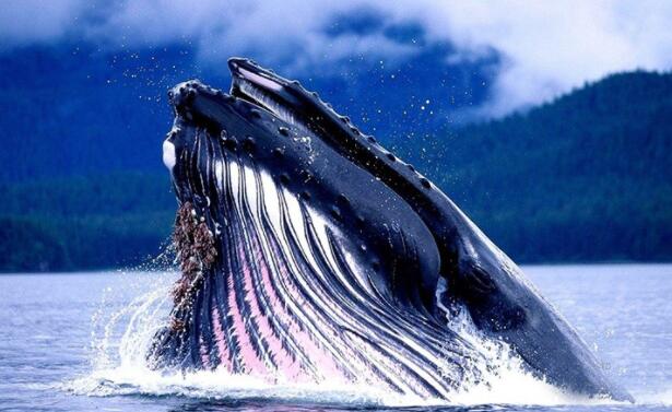 qq空间说说文案大全