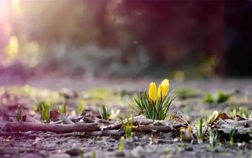 早上好的8字短句