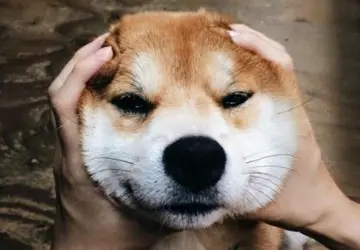 逗比句子文案幽默朋友圈