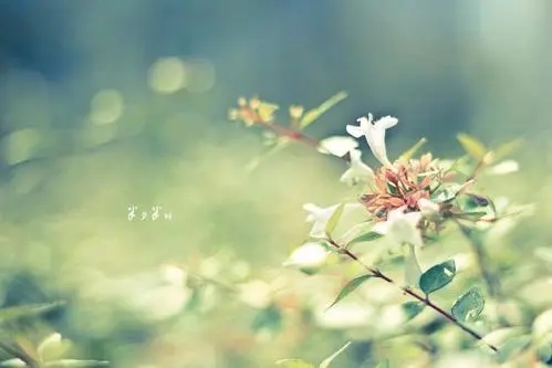 森系小清新文艺句子文案