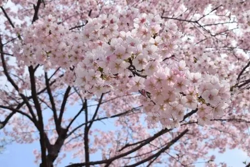 发樱花的朋友圈的配文