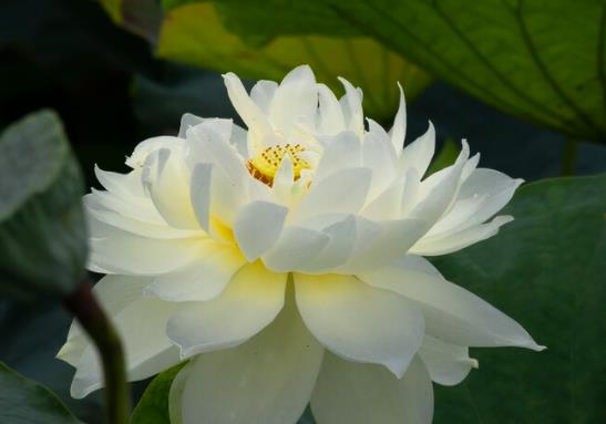 描写植物的好句文案摘抄