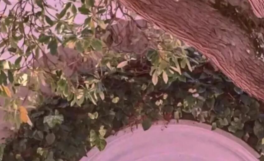 治愈的英文句子文案唯美简短