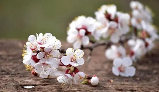 描写桃花的优美句子文案