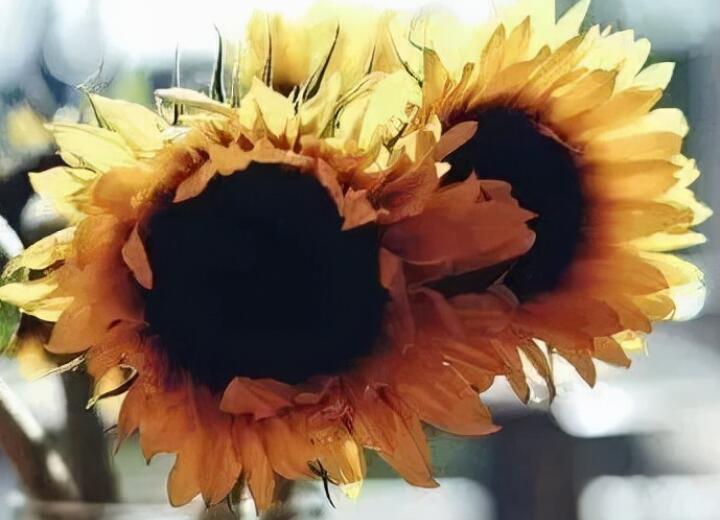 家父去世朋友圈告知