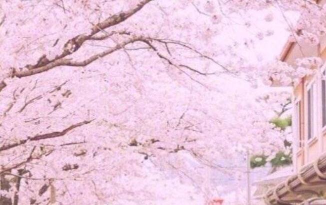 描写樱花的唯美诗句文案
