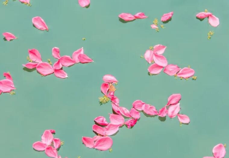 关于花的优美句子文案摘抄