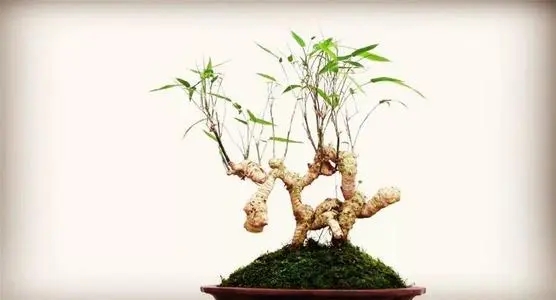 树桩盆景诗句文案