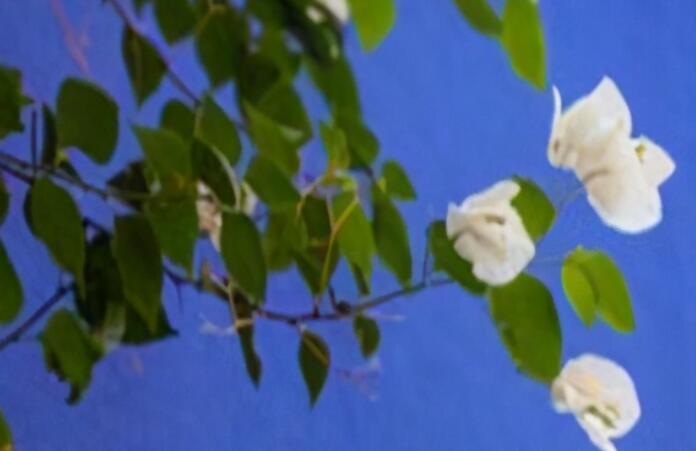 毕业感言简短小学