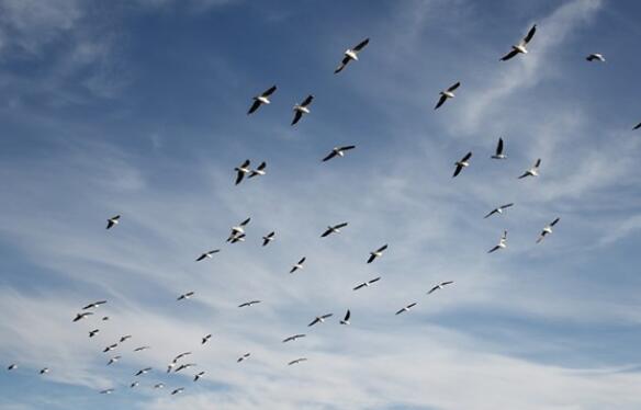 自立自强的优美句子文案