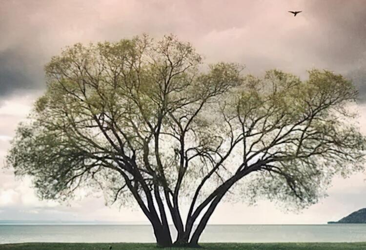 哲理句子文案加赏析短