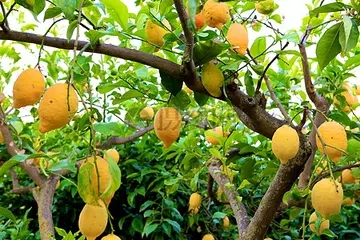 形容柠檬树花优美句子文案