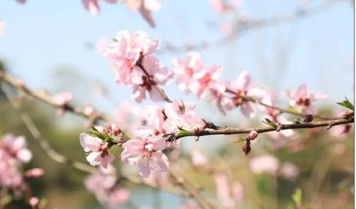 描写桃花的优美句子文案50字左右