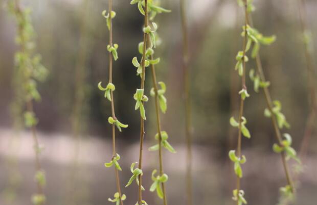 春天的优美句子文案摘抄