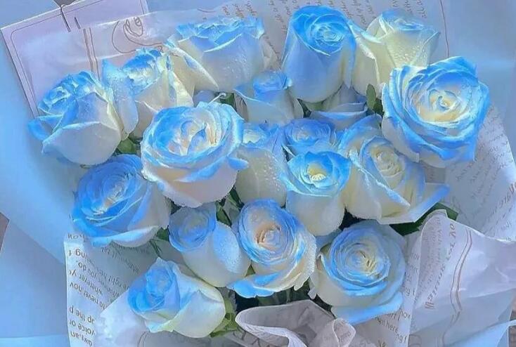 书中的经典表白句子文案