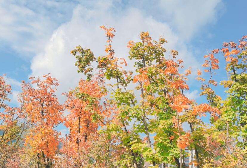 现实又扎心的句子文案带图