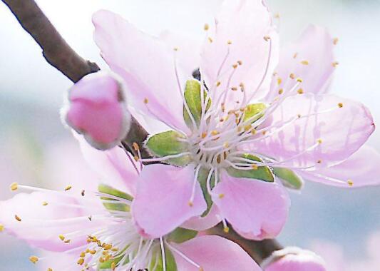 桃花与爱情唯美句子文案