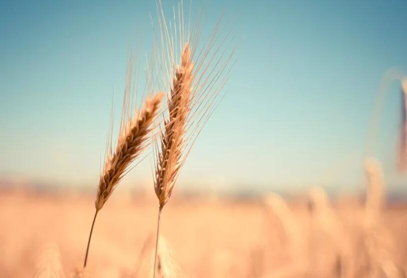 描写夕阳红的优美诗句文案