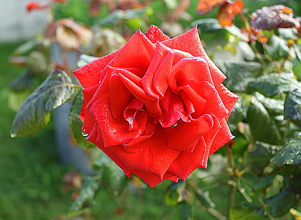 情人节浪漫短句20字