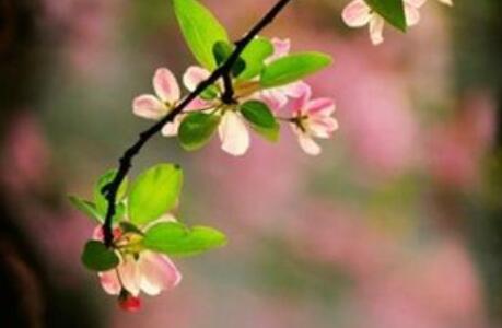 佛学能量早安心语