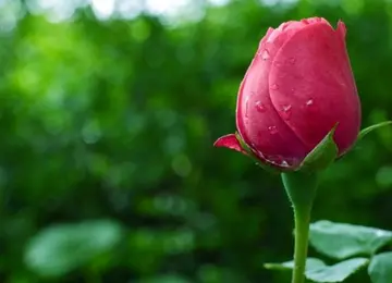 温馨清新甜美的句子文案