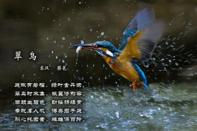 写鸟的古诗句文案