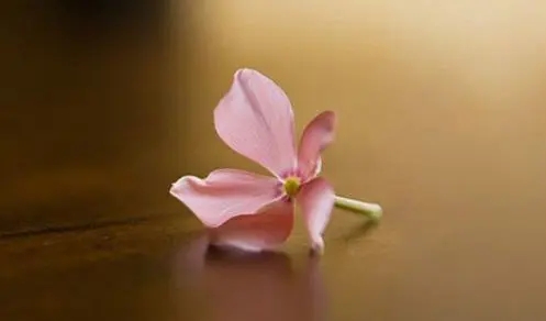 女人感悟人生的日常说说文案