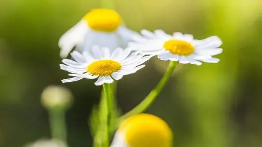 唯美简短的句子文案六个字