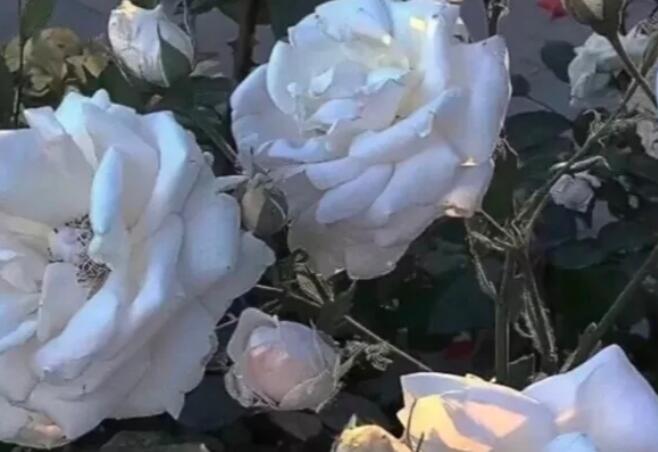 搞笑笑话笑死人