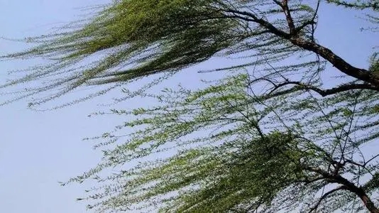 描写刮大风的诗句文案