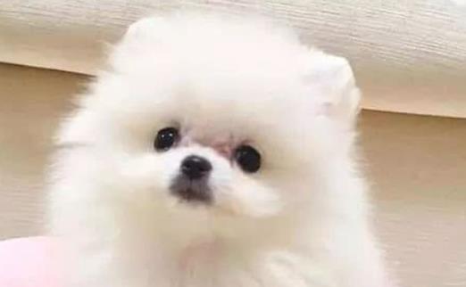 适合发狗狗的文案