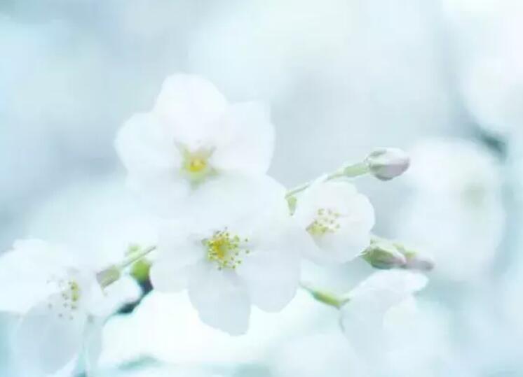 沉默的诗句和优美句子文案