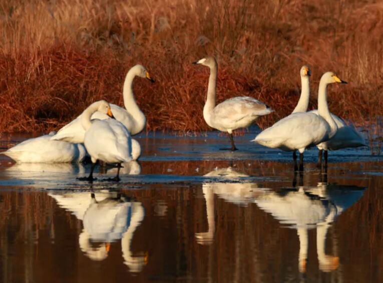 保护野生动物的宣传标语