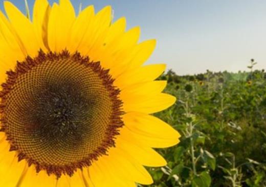 描写春节的句子文案唯美