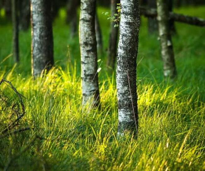 关于植树节的诗句文案古诗