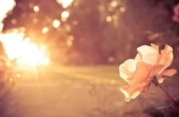 被时光温柔以待经典句子文案