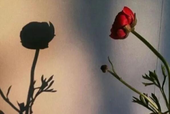 爱情长久陪伴的唯美句子文案