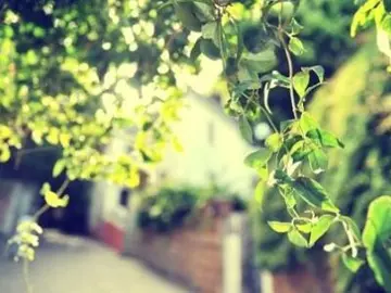 爱的句子文案大全不是爱情