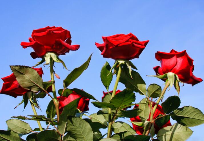 好心态早安正能量短句