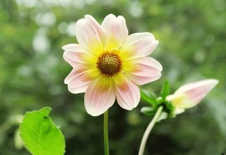 有关花的哲理名句文案